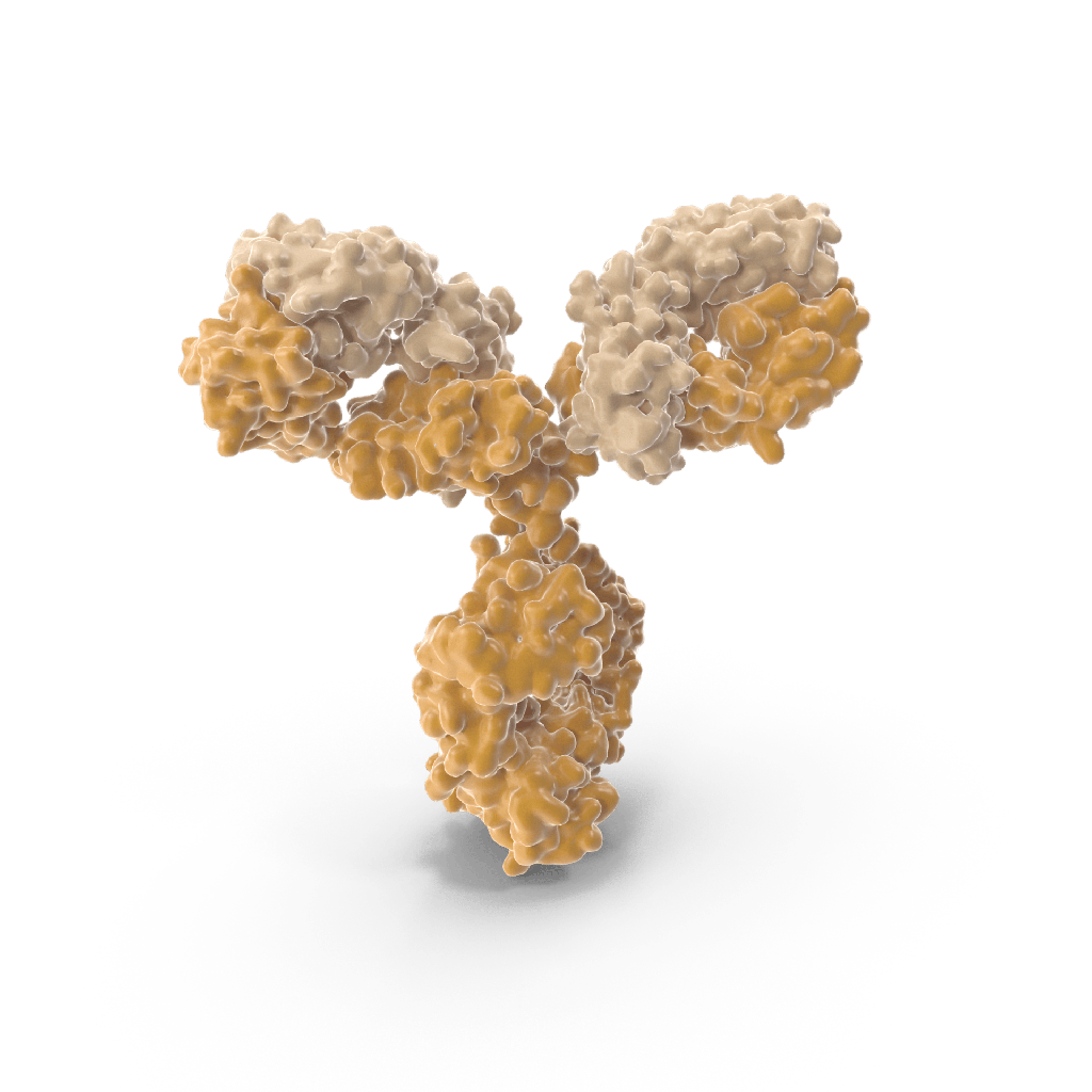 Anti-alpha-Tubulin Monoclonal Antibody (Clone: DM1A)